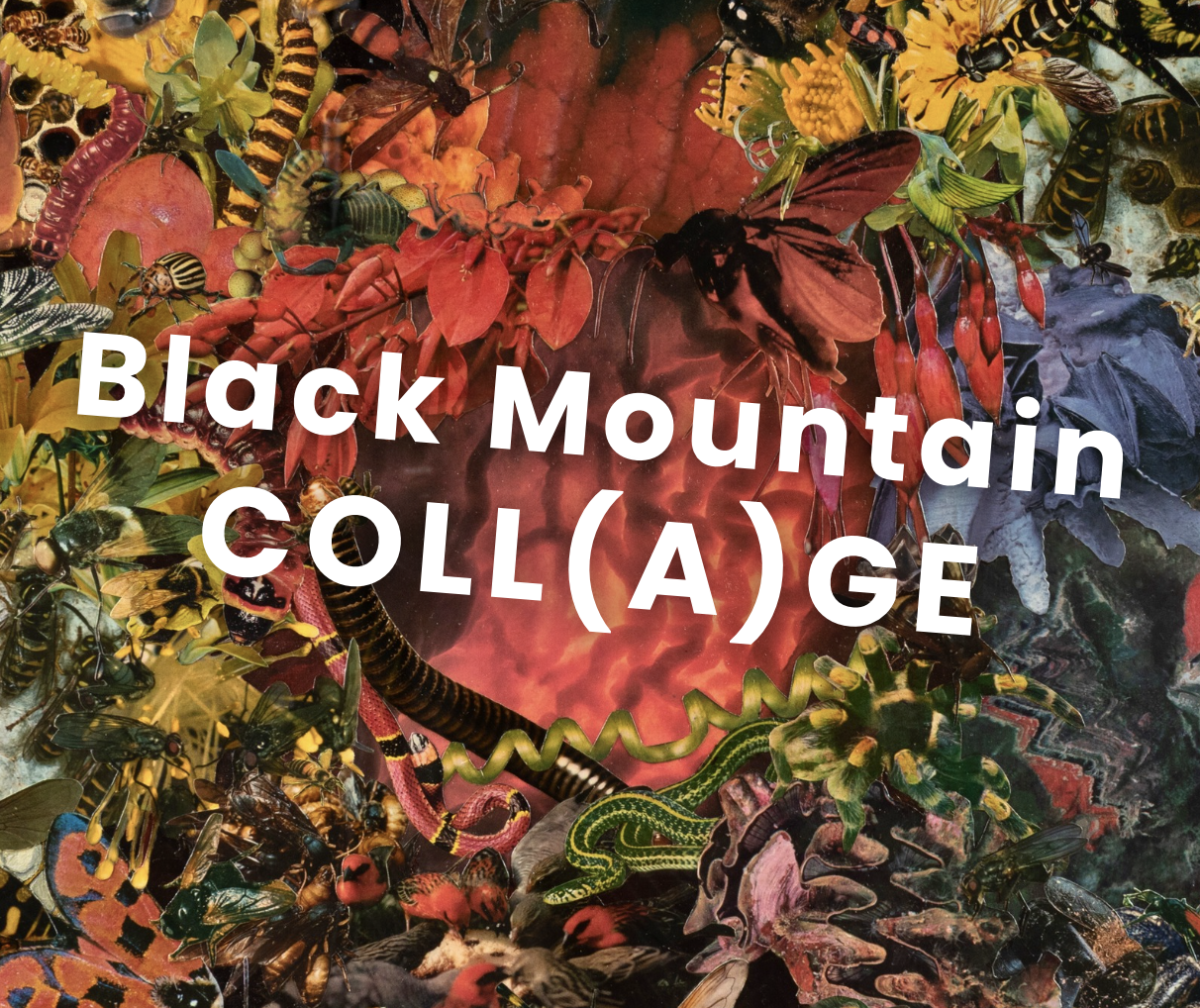 Black Mountain COLLAGE Feature Image